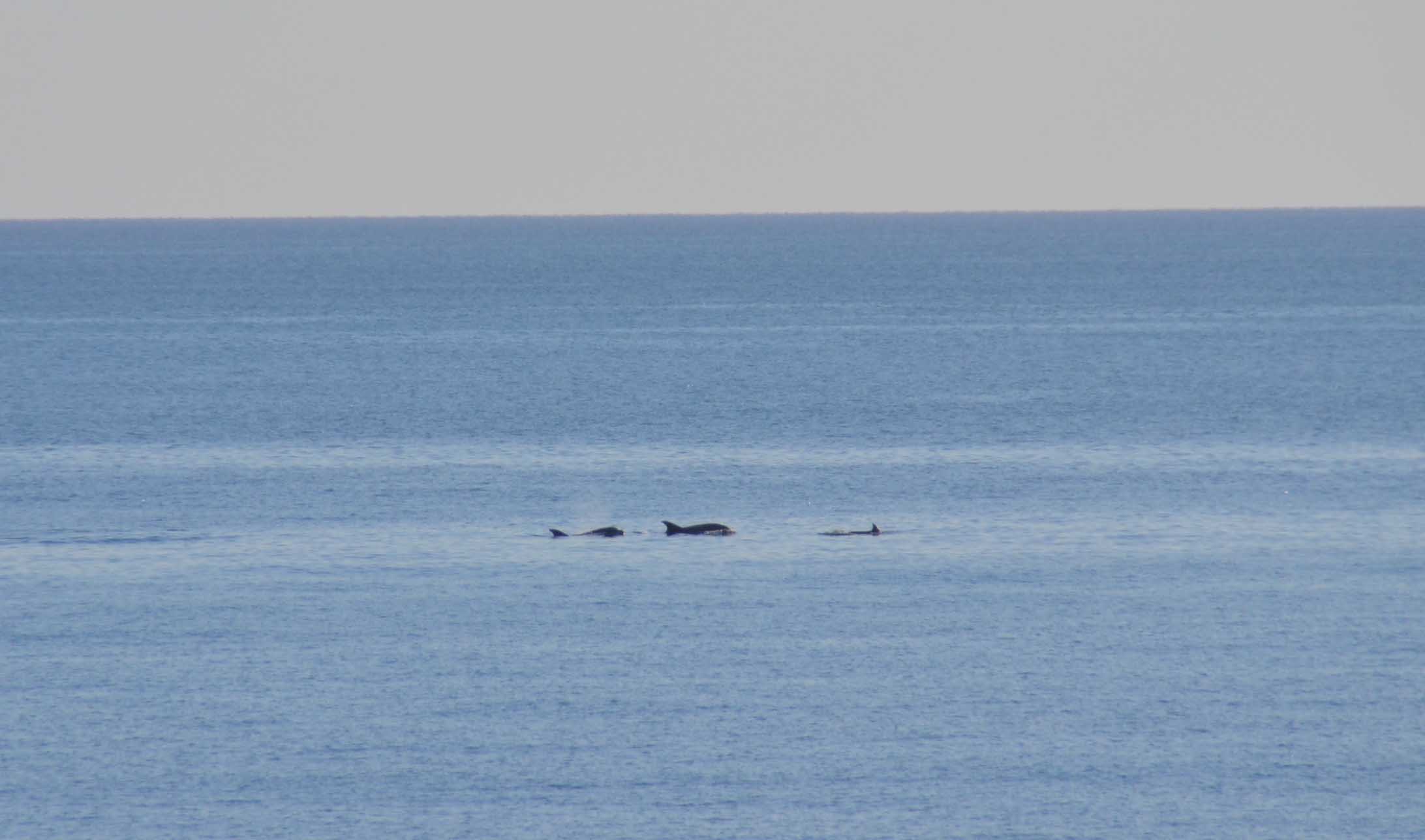 Delfines Torrevieja